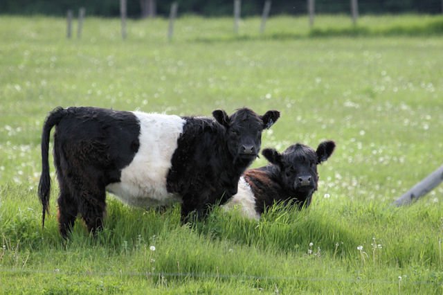Belted-Galloway