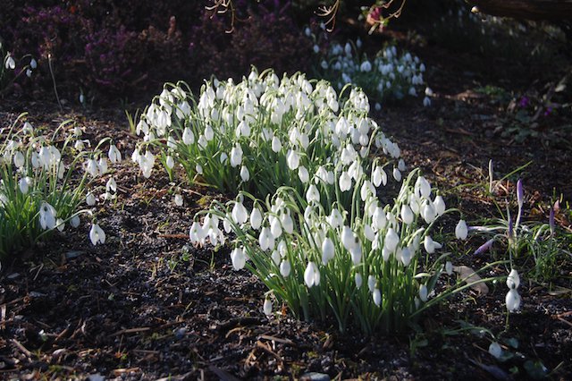 Divide clumps of snowdrops as soon as flowering finishes.jpg