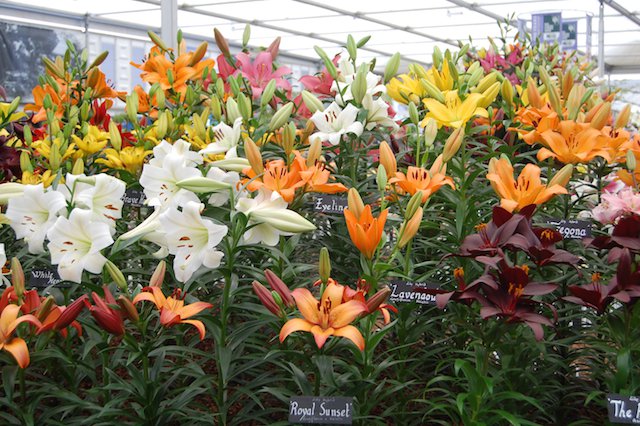 Lilies are excellent in tubs and should be planted now.jpg
