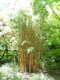 Bowdens Bamboo Garden