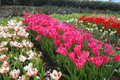 Tulips at the Eden Project