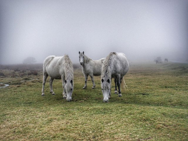 Dartmoor  hill  ponies