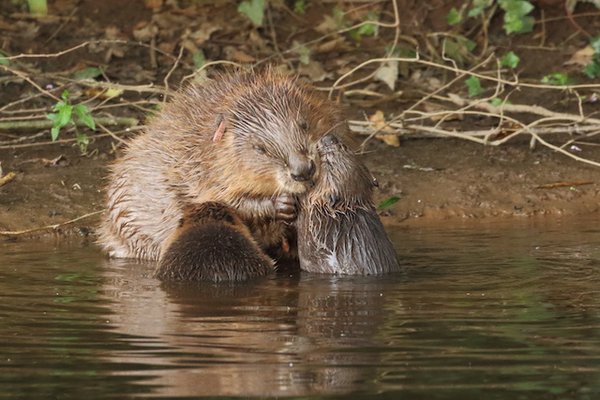Beaver female with kits 1 (Mike Symes).JPG