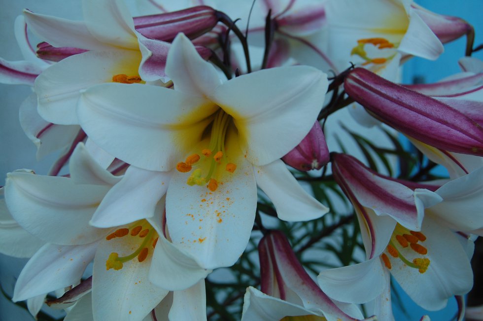 Lily in full bloom