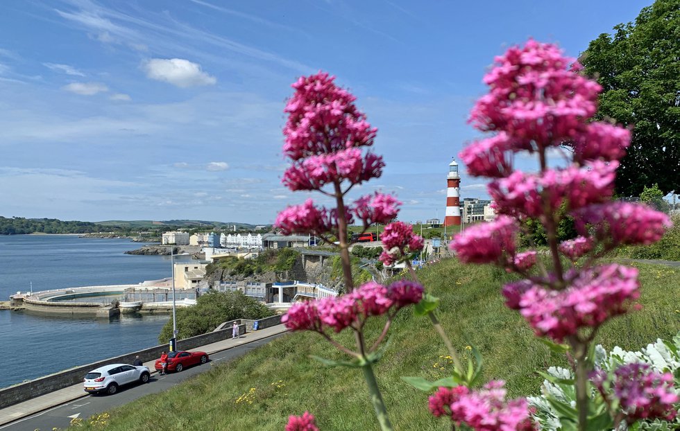 Wild flowers on Plymouth Hoe