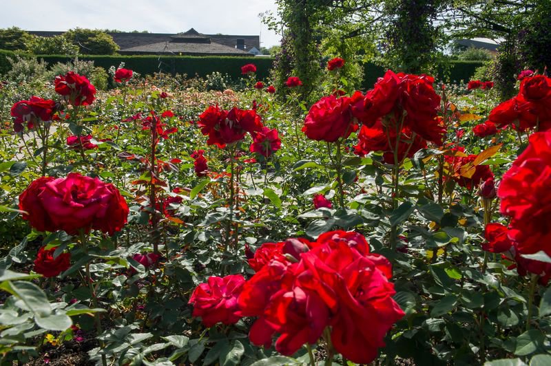 The Queen Mother's Rose Garden in summer at RHS Garden Rosemoor