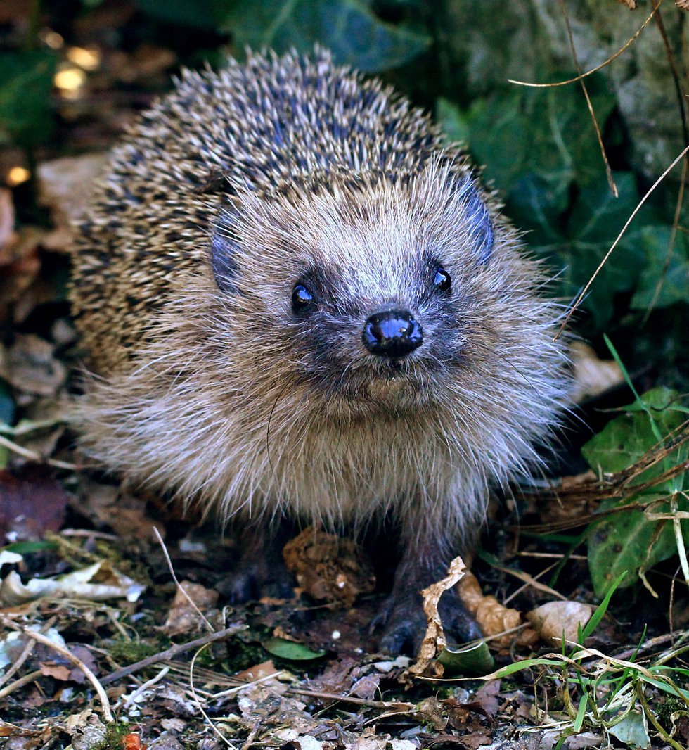 Hedgehogs are now classified as ‘vulnerable to extinction’