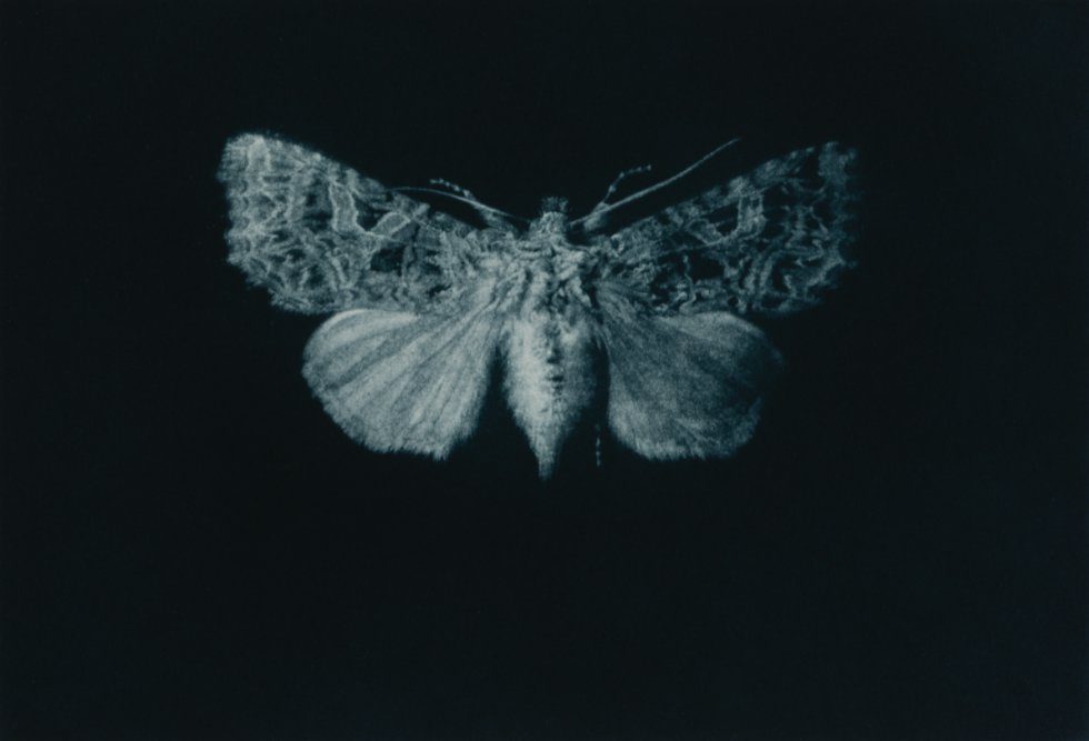 The Moth exhibition will run from July-September