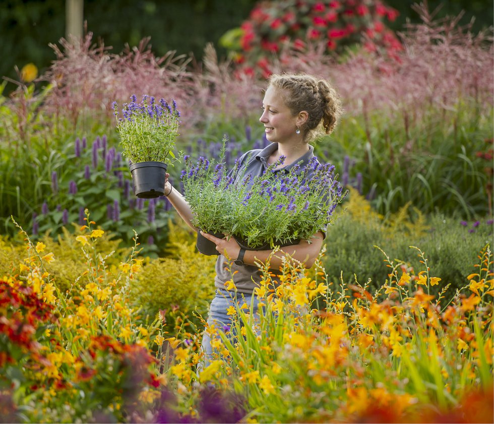 The RHS Rosemoor Garden Flower Show is returning for 2021