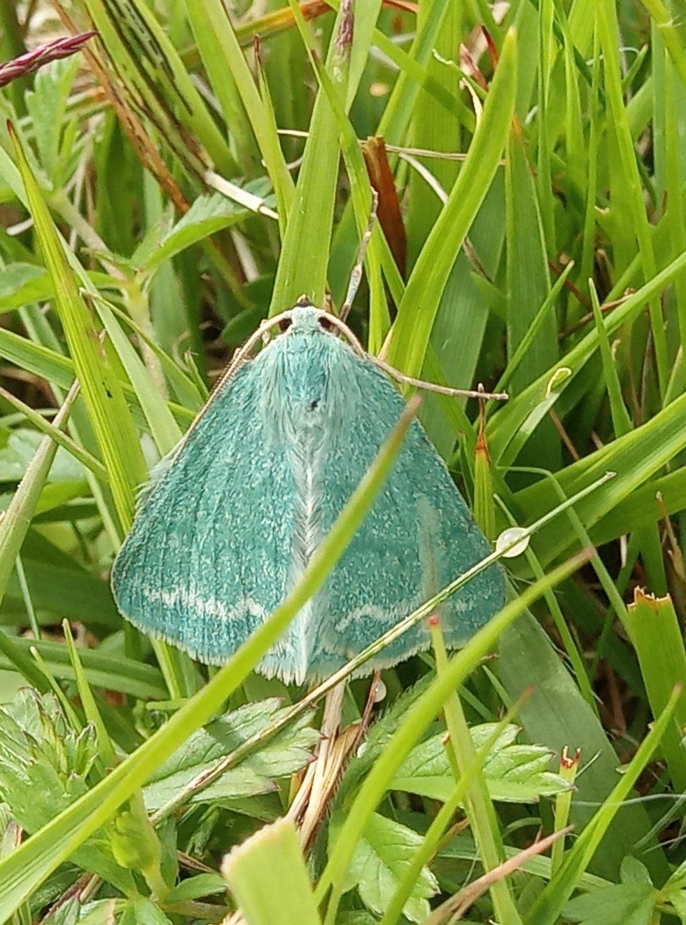 Grass Emerald