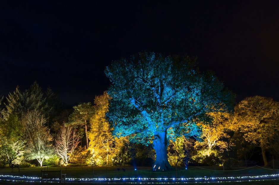 Winter illuminations at RHS Garden Rosemoor