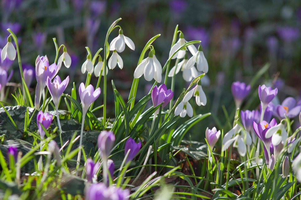 Snowdrops and Crocuses