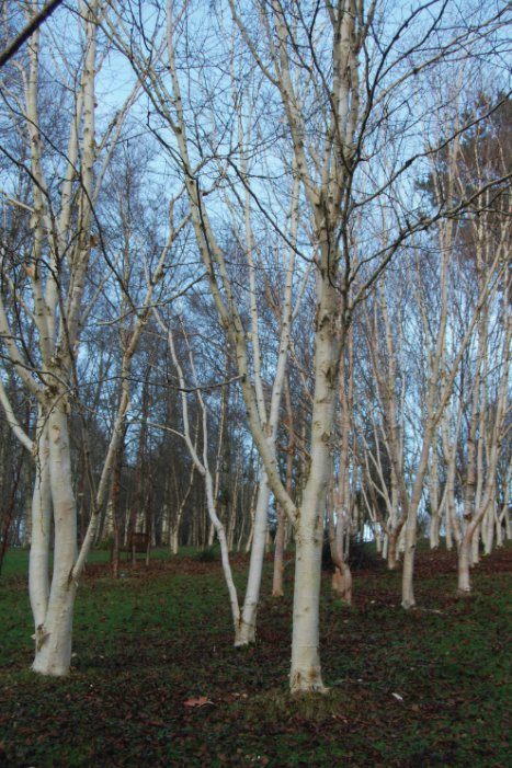 White-stemmed birches
